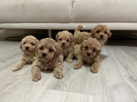 Maltipoo bebekler