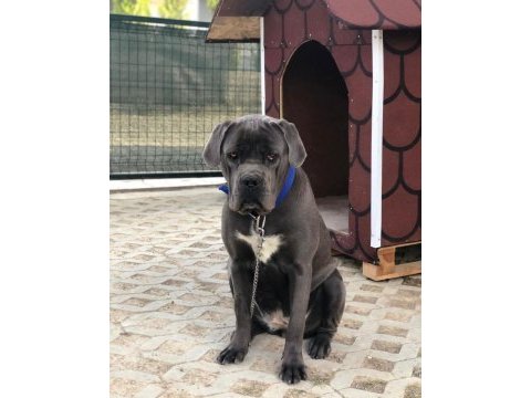 Cane corso yavrular ırk sağlık garantili