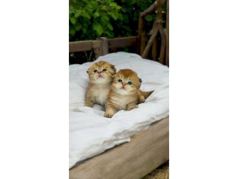 Yaz güzelleri scottish fold