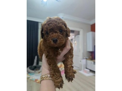 Kore red poodle bebekler haftaya hazır