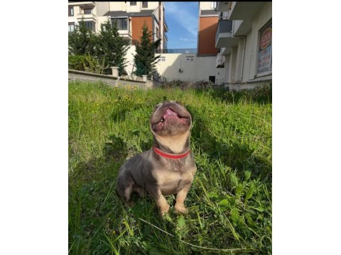 Lilac tan guad erkek french bulldog