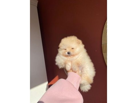 Erkek pomeranian yavrumuz
