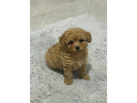 Maltipoo yavrumuz yuva arıyor