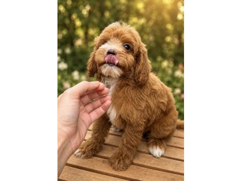 Üst düzey özel renk maltipoo oğlumuz