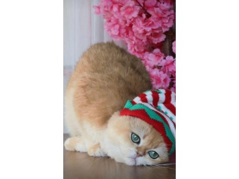 British shorthair pasha yeni ailesini arıyor