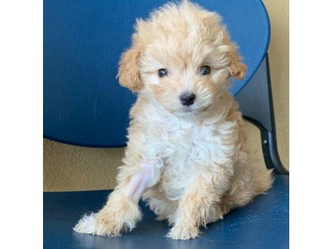 Kıvırcık tüylü sevimli maltipoo cinsi yavrular