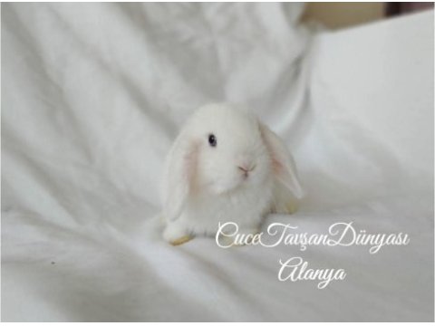 Cüce lop / miniatur lop cüce tavşan çiftliği alanya