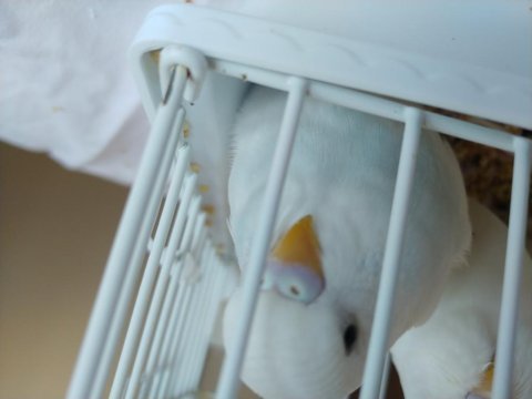 Minik muhabbet kuşu yavrular yeni sahiplerini arıyor
