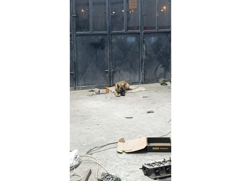 Belçika kurdu