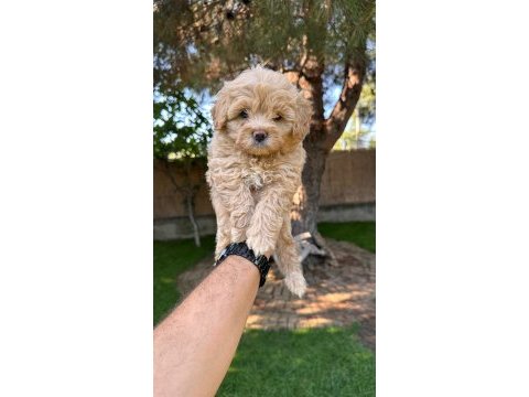 Sevimli maltipoo yavrularımız