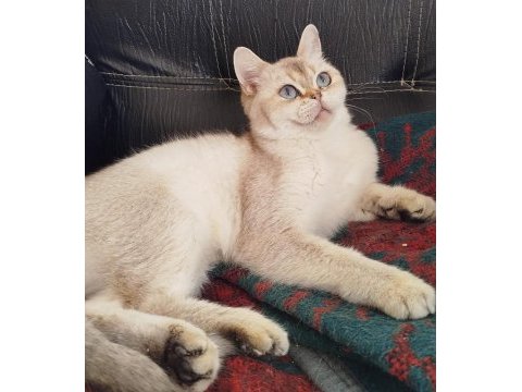 British shorthair ny1133 dişi 1.5 yaşında