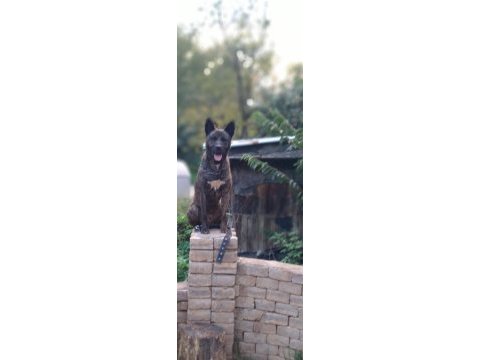 Belçika kurdumuza eş aranıyor