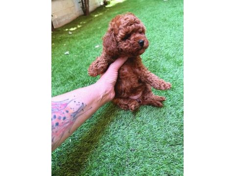 Petmode köpek çiftliğinden tea cup kore poodle