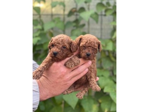 Irk garantili poodle bebeklerimiz için geç kalmayın
