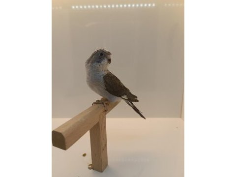 Yavru karakanat muhabbet kuşlar