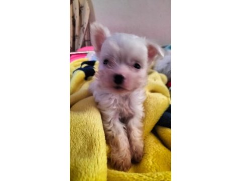 Yeni yavru köpeklerimiz sahiplerini bekliyorlar