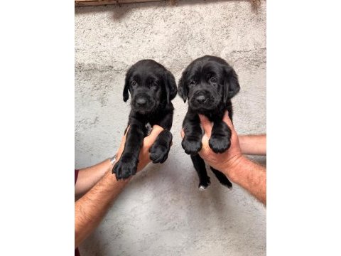 Tarım ve orman bakanlığı onaylı çiftlikten labrador