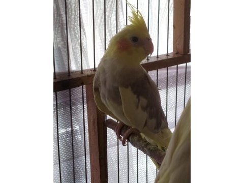 Sultan papağanı 3.5 aylık