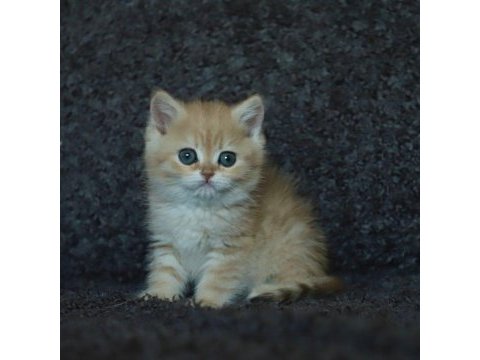 Anne baba şecereli safkan golden british shorthair
