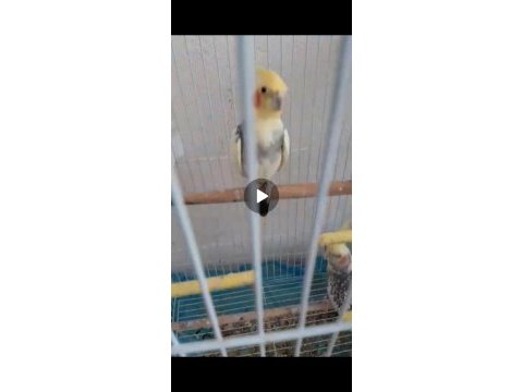 Eşli çift sultan papağanı