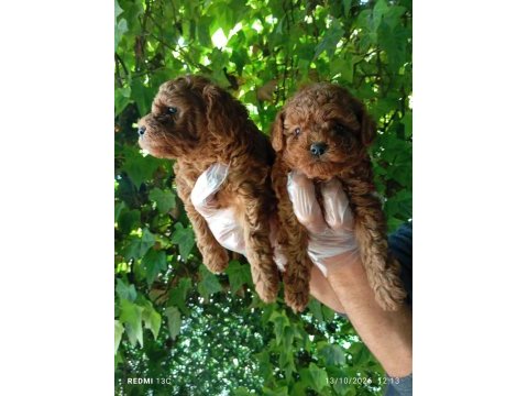 Irk ve sağlık garanti poodle yavrularımız