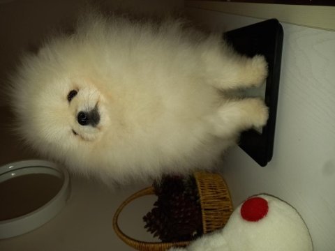 Üst düzey minyatür teacup pomeranian mükemmel kalitede