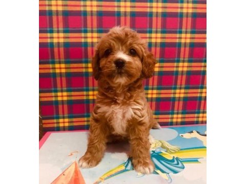 Orjinal red maltipoo bebeğimiz