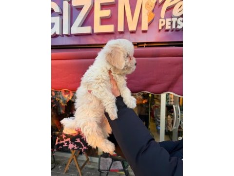 0 no orjinal maltese yavrusu