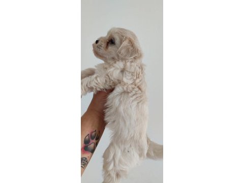 Maltese dişi köpeği