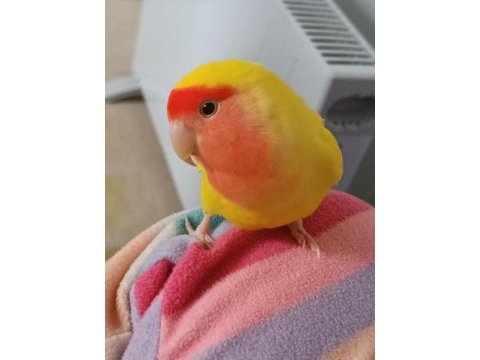 Sevda papağanı çok sevecen