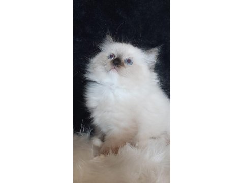 Okyanus ötesinden ragdoll