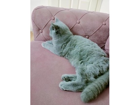 British shorthair 8 aylık
