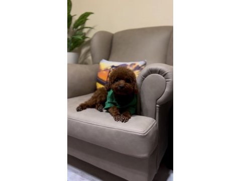 Toy poodle bebekleri