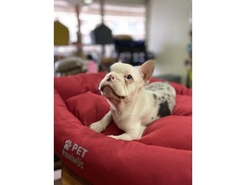 Mavi gözlü maskeli french bulldog erkek yavrumuz