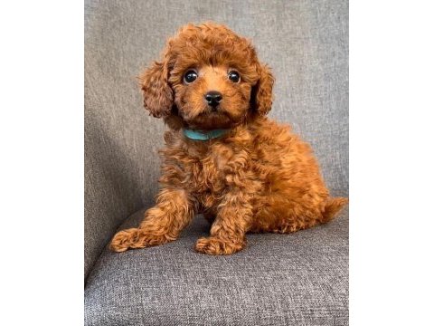 Toy poodle yavrular