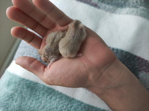 Yavru ve yetişkin gonzales hamster