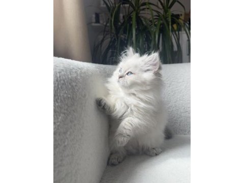 British longhair golden point