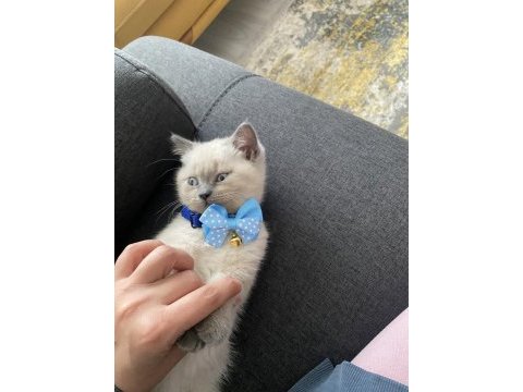 Safkan british shorthair 2,5 aylık erkek kedimiz