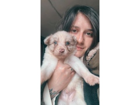 Border collie yavruları