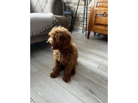 Toy poodle 3 aylık dişi eğitimli