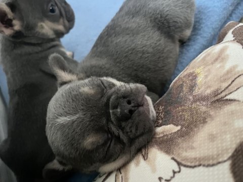 French bulldog yavru köpeklerim