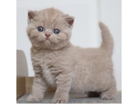 Latte lilac british shorthair
