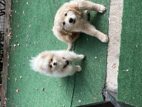 Pomeranian boo 1 yaşında