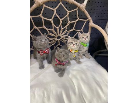 Yeni gelen british shorthair güzellikler