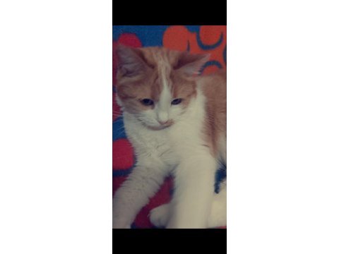 Sarı beyaz tekir kedi dişi