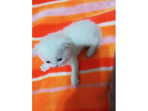 Scottish fold beyaz yavru
