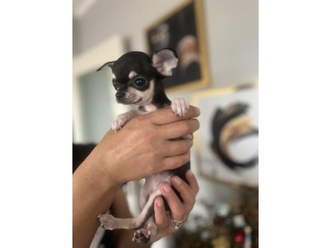 Chihuahua elma kafa babada scr mevcut