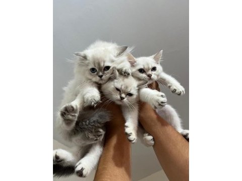 Blue point british shorthair kızımız yeni yuvasını arıyor