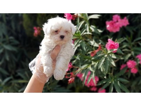 Maltese terrier yavru