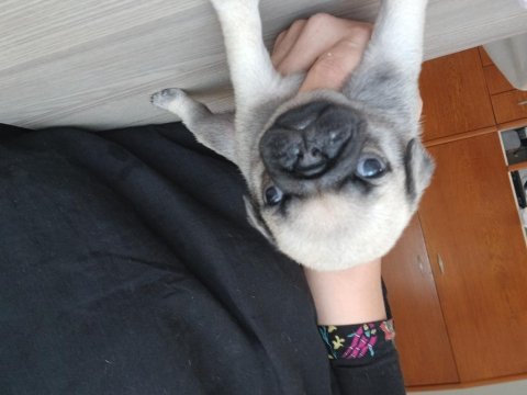 Minik pug yavrular